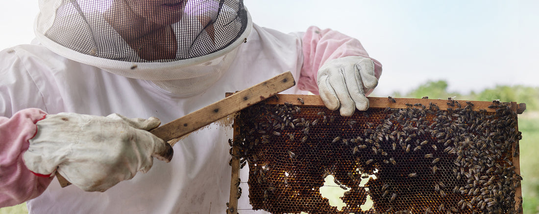 Buzzing Through Time: The Rich History and Environmental Significance of Beekeeping