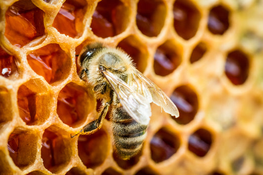 Buzzing Tales: A Fascinating Journey into the World of Honeybees and Their Liquid Gold